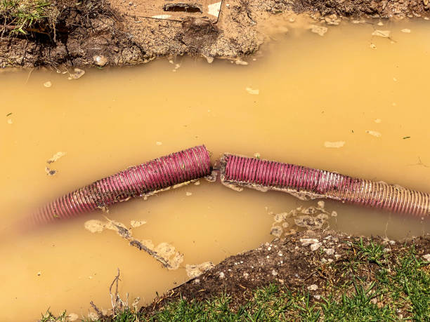 Best Water damage cleanup near me  in Homeland Park, SC